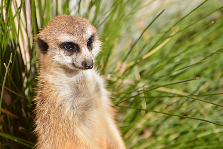 Meerkat, Zoo di, Canberra, Australia, animale, fauna selvatica, selvaggio