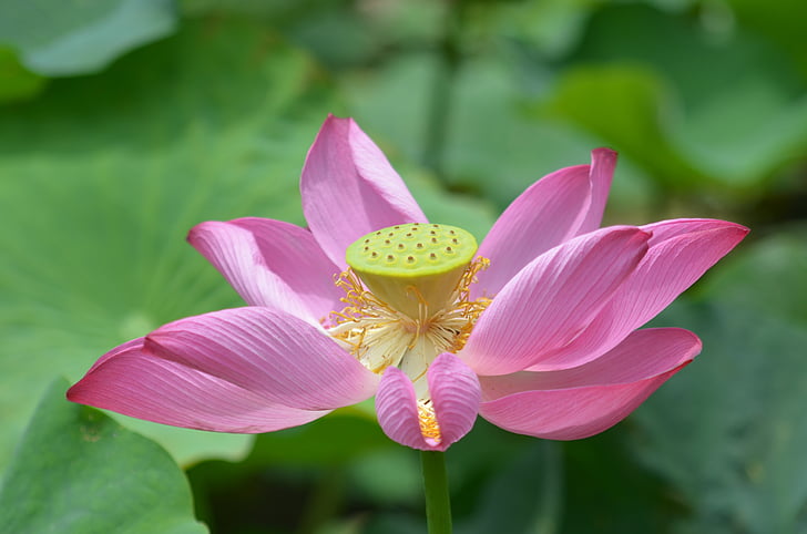 lotus, flower, flowering