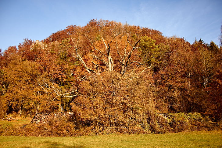 Natura, drzewo jesień, Jesienny nastrój, brązowy, Słońce, drzewa, krajobraz
