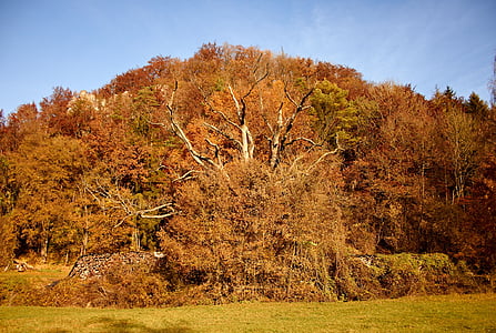 nature, tree autumn, autumn mood, brown, sun, trees, landscape