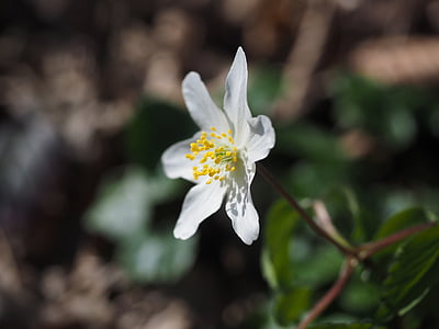 gỗ anemone, Blossom, nở hoa, Hoa, trắng, anemone nemorosa, anemone