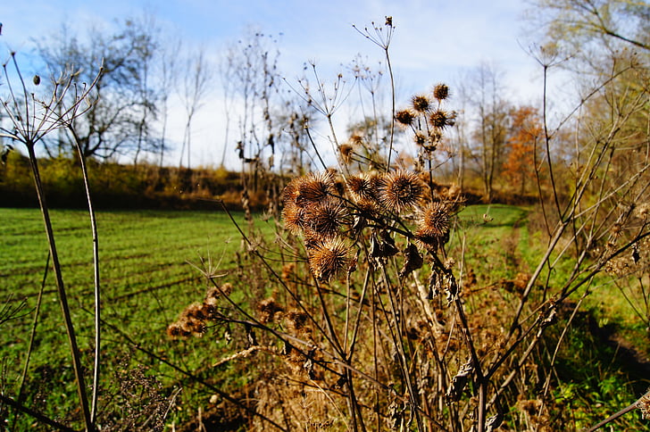 burdock, thistle, plant, autumn