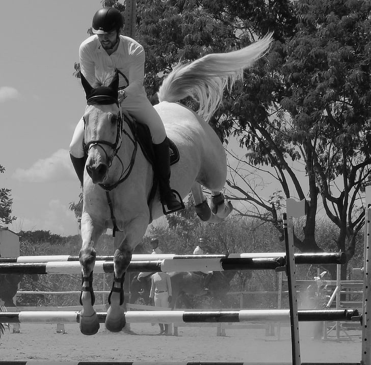 hest, Equitation, turnering