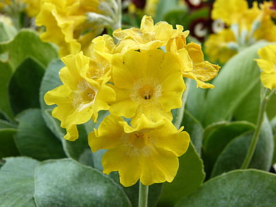 Primula, Auricula, forårsblomst, gul