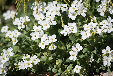 cushion flower, cushion plant, white, white flowers, bloom, stone garden, garden