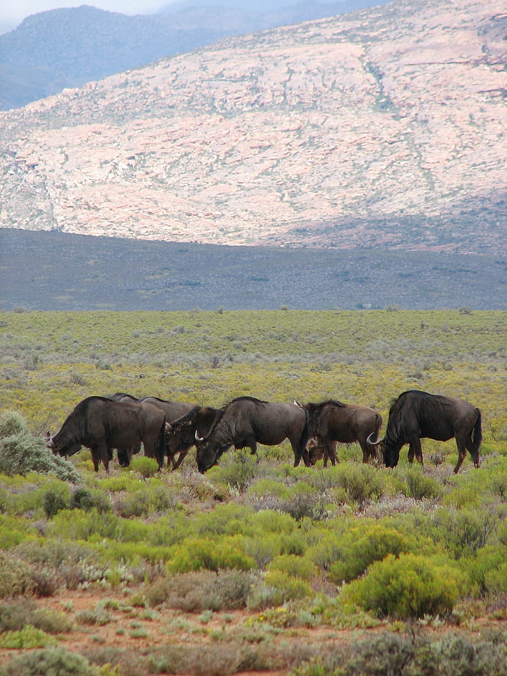 Dél-Afrika, tartalék, vadon élő állatok, állat, Buffalo, legelő, természet