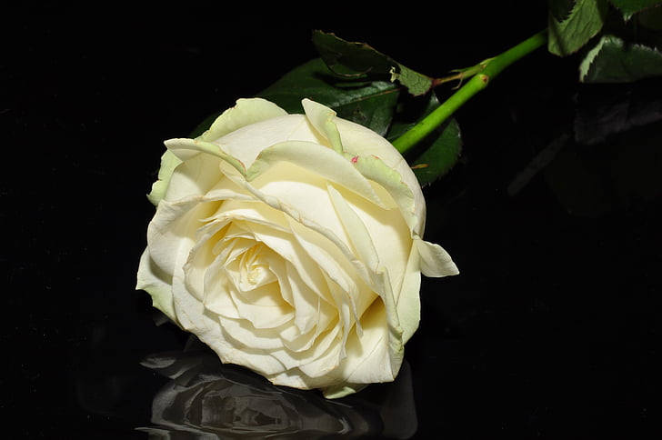 ROS, λευκό, λουλούδι, τριαντάφυλλο - λουλούδι, φύση, πέταλο, φυτό