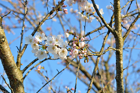 вишня, Вишневое дерево, Цветение сакуры, вишни в цвету., Весна