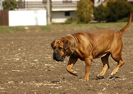 Boerboel, σκύλος, Αφρικανική, το κουτάβι, στο νότο, θηλαστικό, μεγάλο