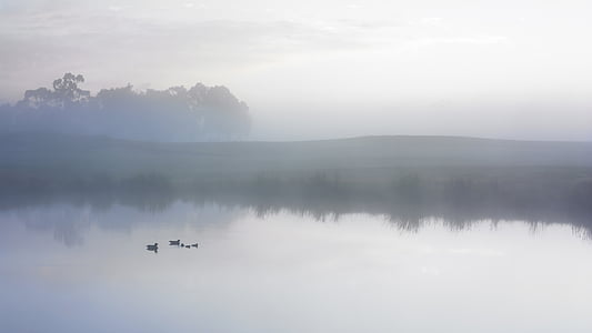 kachna, rybník, klidný, mlha, mlha, brzy ráno, jezero