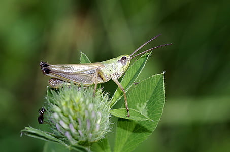 Tettigonia viridissima, vert, insecte, herbe, antennes, macro, sauter
