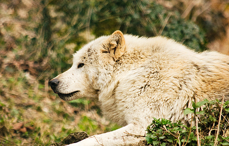 sói, sói trắng, động vật ăn thịt, cư dân của rừng, sở thú, Tiergarten, ăn thịt