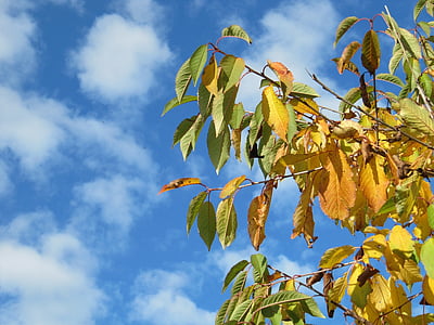 nebo, oblaci, stabla, jesen, lišće, lijepo vrijeme, list