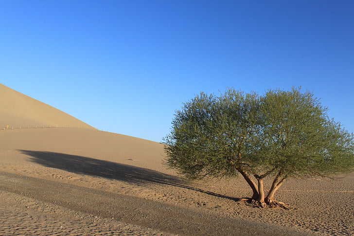пустыня, дерево, Голубое небо