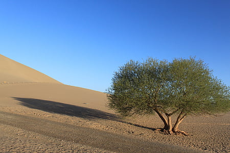 пустеля, дерево, Синє небо