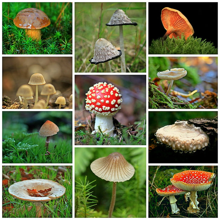 houby, koláž, podzim, Les, Lesní půda, mech, podzimní nálada
