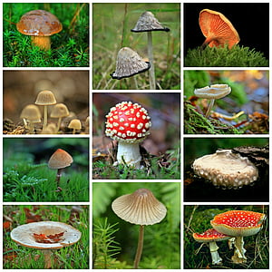 mushrooms, collage, autumn, forest, forest floor, moss, autumn mood