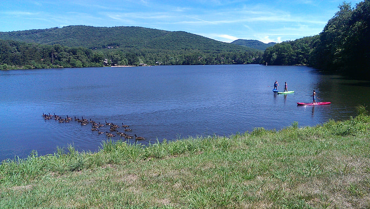 lake, biltmore, geese, paddle, boards, nature, water
