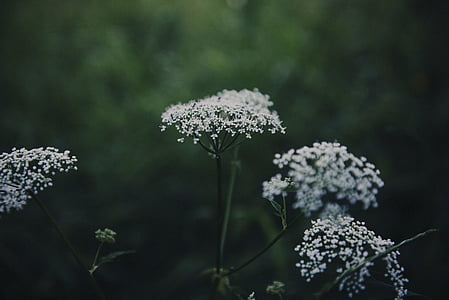 λουλούδι, λευκό, πέταλο, άνθιση, Κήπος, φυτό, φύση