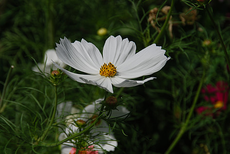 fleur, blanc, Cosmos, jardin, été