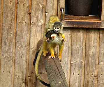 Καπουτσίνοι, μητέρα και παιδί, μαϊμού, Χαριτωμένο, cebus