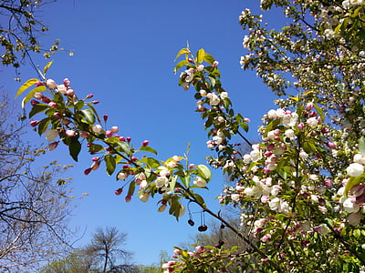 Sky, jar, Príroda, kvet, Farba, Sezóna, modrá