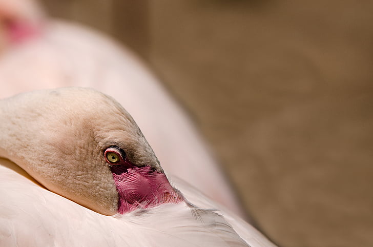Flamingo, burung, burung air, flamingo merah muda, merah muda, burung eksotis, tidur