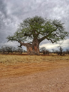 Baobá, árvore, África, África do Sul, natureza