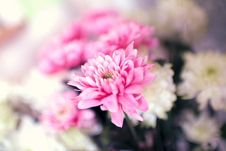 Pink, blomster, haven, natur, lyserød farve, plante, blomst
