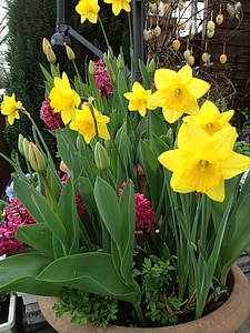 daffodils, tulips, springtime flowers, spring
