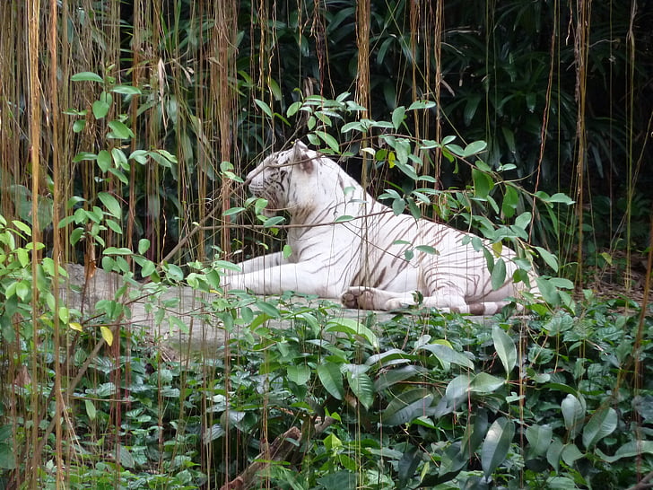Singapur zoo, Biały Tygrys, singarpur, Tygrys, Kot, drapieżnik, portret zwierząt
