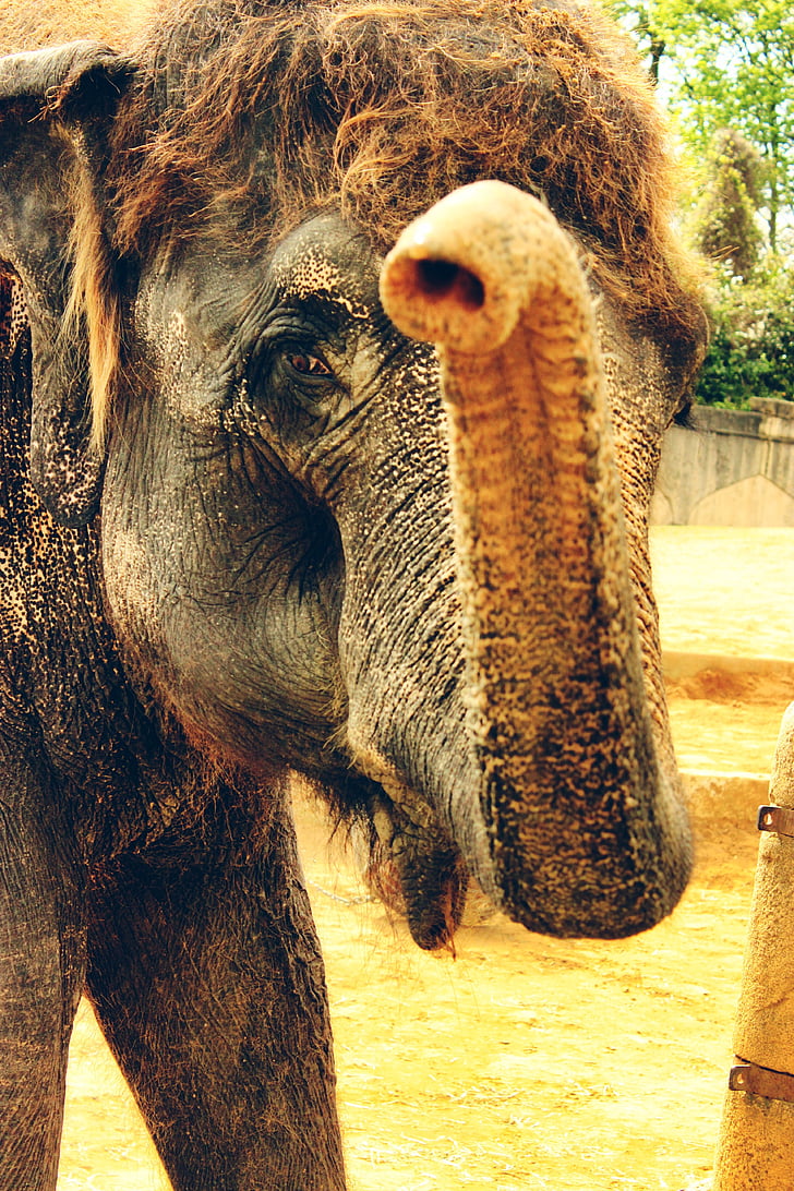 Слон, ствол, Индийская, Индия, Дикая природа, млекопитающее, животное