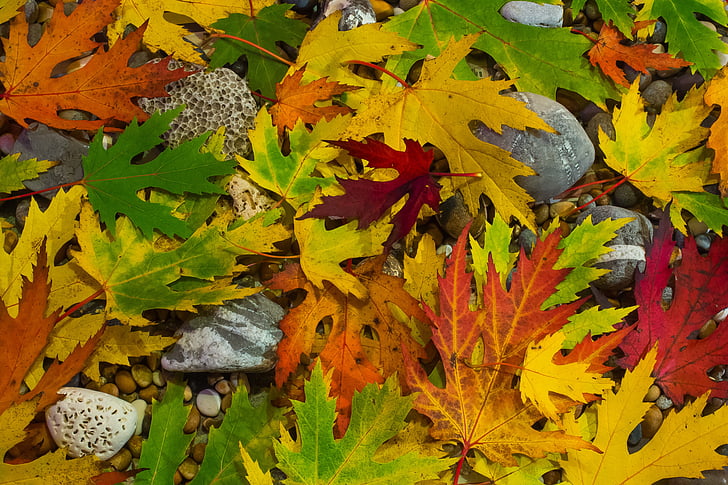 liści, jesień, Natura, kolory