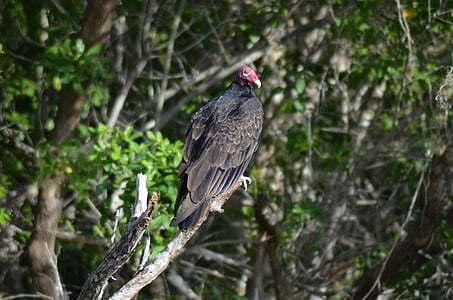 vulture, bird, fauna, animal, feathers, griffon vulture, vautour moine