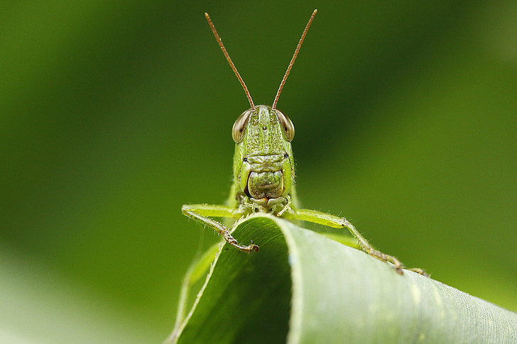 insect, leaf, grasshopper, macro