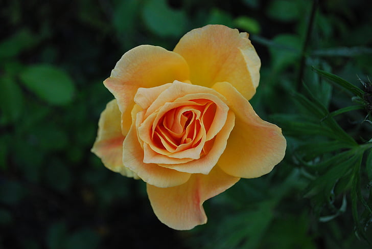 Natura, Róża, kwiaty, żółty, roślina, Garden rose, kwiat