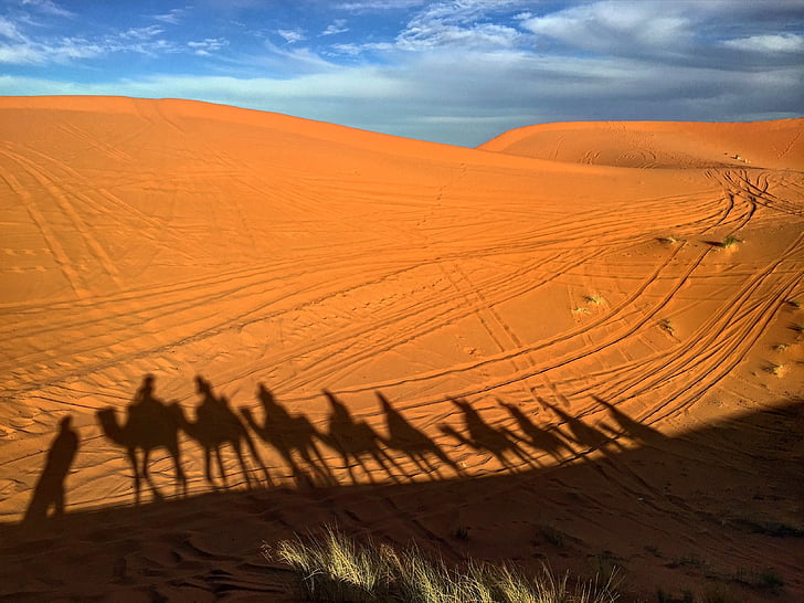낙 타, 모로코, 사막, 모래, 아프리카, 자연, 여행