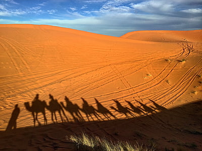 camels, morocco, desert, sand, africa, nature, travel