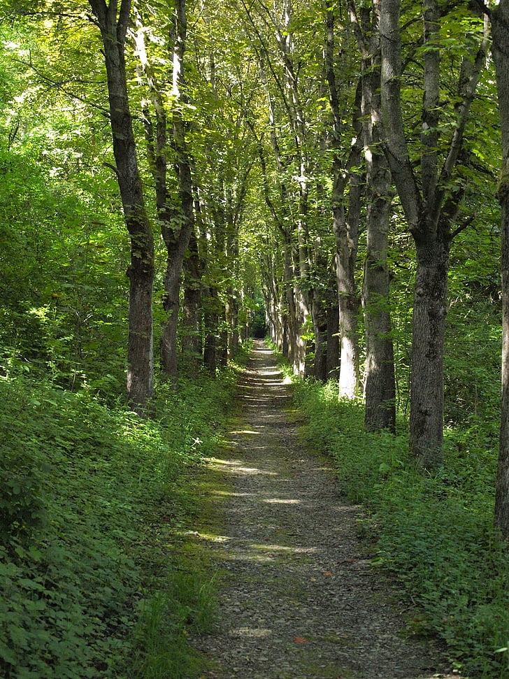 forest path, avenue, hanson, bad mergentheim, row of trees, hiking, forest