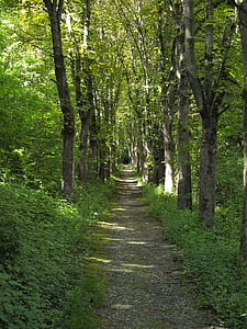 lesná cesta, Avenue, Hanson, Bad mergentheim, rad stromov, Pešia turistika, Forest