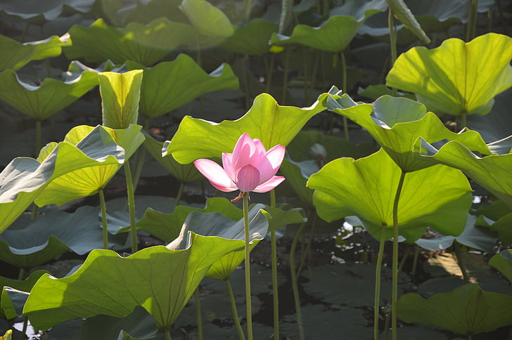 Lotus, езеро, цвете, розово, лято, листенца, листа