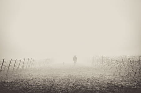cerca, nebuloso, grama, homem, névoa, pessoa, caminhando