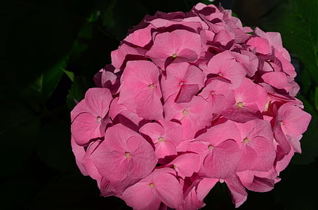 Hortensie, Blume, Blüte, Bloom, Anlage, Rosa, Hortensie Blüte