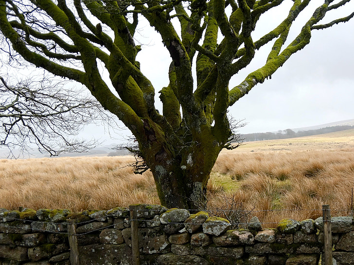 träd, Moss, Dartmoor, vinter, vilda, Wildlife park, vintrig