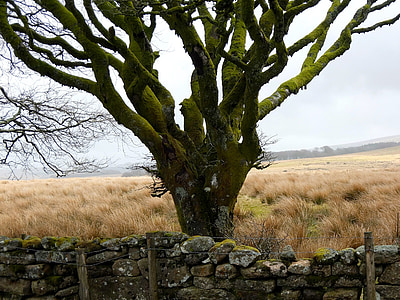 arbre, point de riz, Dartmoor, hiver, sauvage, Parc animalier, hivernal
