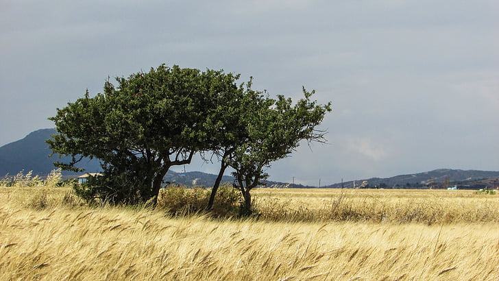wheat field, field, golden, tree, landscape, countryside