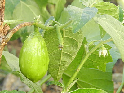 albergínia escarlata, planta, verd