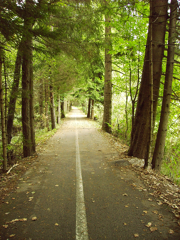 carril bici, bosc, verd, natura, camí, carretera, l'aire lliure