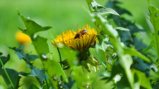 Löwenzahn, Biene, Frühling, Blumen
