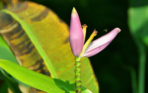 fiore della banana, Thailandia, arbusto, natura, pianta, foglia, petalo